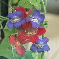 Asarina antirrhiniflora (Mixed) - 1 packet (50 asarina seeds)