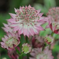 Astrantia major \'Roma\' (Large Plant) - 3 x 1 litre potted aster plants