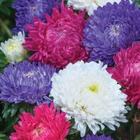 aster milady mix seeds 1 packet 150 aster seeds