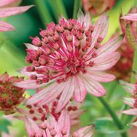 Astrantia major \'Pink Pride\' - 3 bare root astrantia plants