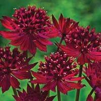 Astrantia major \'Venice\' - 6 bare root astrantia plants