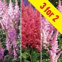 astilbe triple collection 9 bare root plants