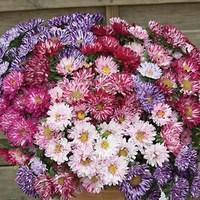 Aster Bright Sparks 24 Large Plants