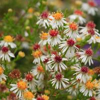 Aster ericoides \'Schneetanne\' (Large Plant) - 1 aster plant in 1 litre pot