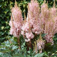 Astilbe x arendsii \'Look at Me\' - 6 bare root astilbe plants