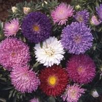 aster asteroid mix 12 x 9cm pots