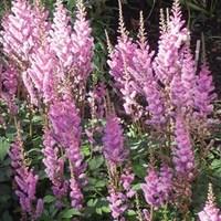 astilbe chinensis pumila 3 bare root plants