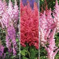 astilbe single collection 3 bare root plants