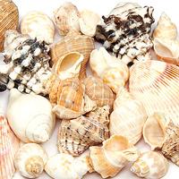 Assorted Shell Pack (Pack of 40)