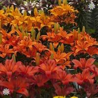 Asiatic Lilies \'Fruit Salad\' shades x 20 bulbs