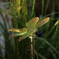 ASSISI solar light Dragonfly in a four-piece set