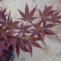 Attraction Japanese Maple Tree Gift