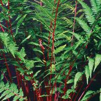 Athyrium niponicum var. pictum \'Lady In Red\' - 2 fern plants in 9cm pots