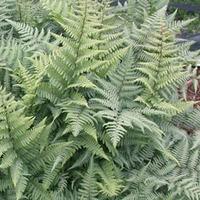 Athyrium niponicum var. pictum \'Ghost\' - 2 fern plants in 9cm pots