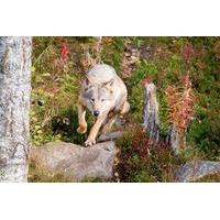 Autumn Visit to Ranua Arctic Zoo from Rovaniemi including Buffet Lunch