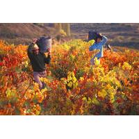 Autumn in La Rioja Wineries Tour from San Sebastian with Lunch