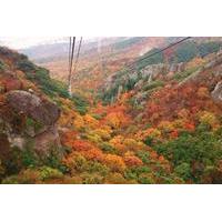 autumn leaves experience in shodoshima island from osaka including kan ...