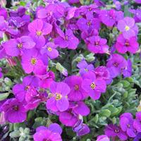 Aubrieta \'Axcent Deep Purple\' (Large Plant) - 2 x 1 litre potted aubretia plants
