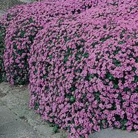 Aubrieta cultorum \'Cascade Purple\' (Large Plant) - 2 x 1 litre potted aubrieta plants