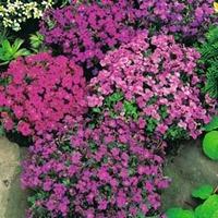 Aubrieta \'T&M Mixed Hybrids\' - 1 packet (400 aubretia seeds)