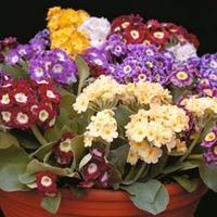 Auricula \'Viennese Waltz\' - 1 packet (25 auricula seeds)