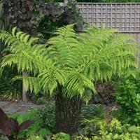 Australian Tree Fern - 1 x 3ft trunk