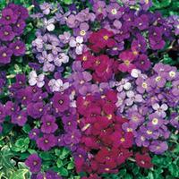 Aubrieta \'Royal Mixed\' - 36 aubretia plug plants