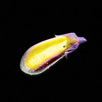 Aubergine By Gil Carvalho