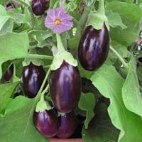Aubergine \'Galine\' F1 Hybrid (Seeds) - 1 packet (10 aubergine seeds)
