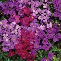 aubretia royal mix 12 large plants