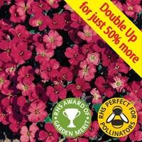 Aubretia Royal Red 24 Jumbo Ready Plants