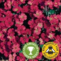 Aubretia Royal Red 12 Jumbo Ready Plants