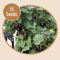 Aubergine (Eggplant) JackPot 15 Seeds