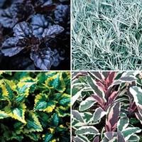 autumn foliage filler collection 24 jumbo plants