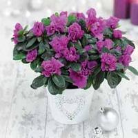 Azalea Purple - Gift - 1 x Azale...