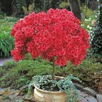 Azalea \'Japanese Red\' - 1 standard azalea plant (60-80cm tall)