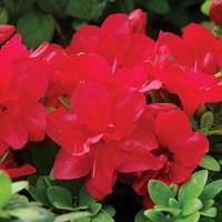 Azalea Mothers Day 1 Plant 9cm Pot