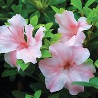 azalea sir robert 1 plant 9cm pot