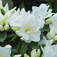Azalea \'Dwarf White\' - 1 azalea plant in 9cm pot