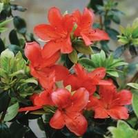 Azalea Orange Beauty 3 Plants 9cm Pot