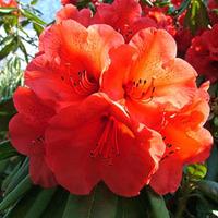 Azalea \'Geisha Orange\' - 2 azalea plants in 2 litre pots