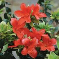 azalea orange beauty 1 plant 3 litre