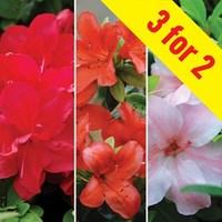 azalea collection two 3 plants 9cm pot