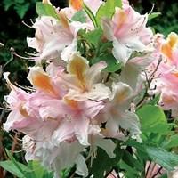 azalea mollis arctic flush pvr 1 plant 9cm pot