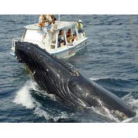 bay of samana whale watching tour from puerto plata