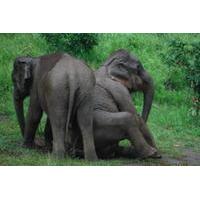 Baanchang Elephant Park Conservation Experience from Chiang Mai