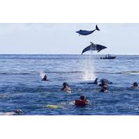 Bay of Islands Dolphin Cruise from Paihia or Russell
