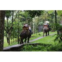 Bali Elephant Safari Tour with Lunch