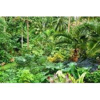 Barbados Half-Day Garden Tour