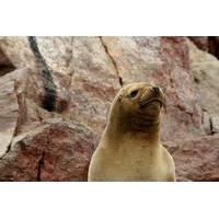 Ballestas Islands Group Tour from Paracas